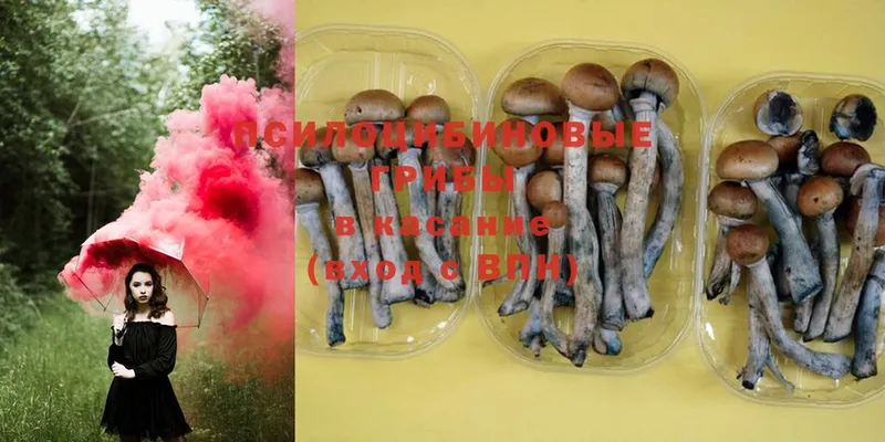 Псилоцибиновые грибы Psilocybe  Демидов 